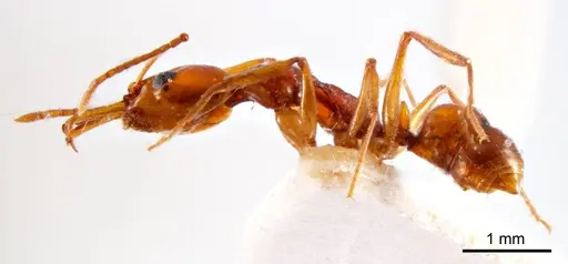 Anochetus renatae specimen