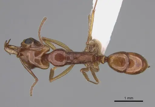 Anochetus renatae - CASENT0887807