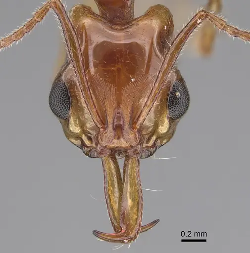 Anochetus renatae - CASENT0887807