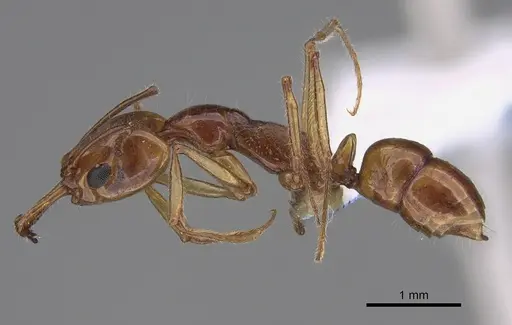 Anochetus renatae - CASENT0887807