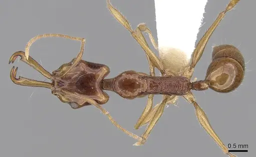 Anochetus risii specimen