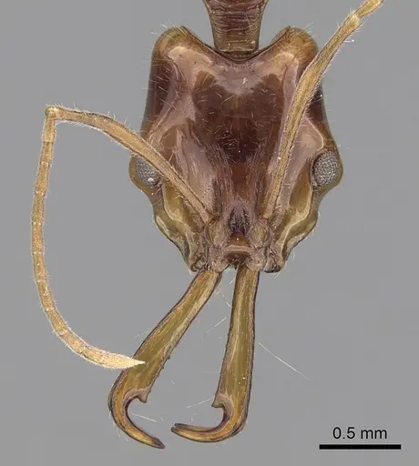Anochetus risii specimen