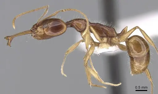 Anochetus risii specimen