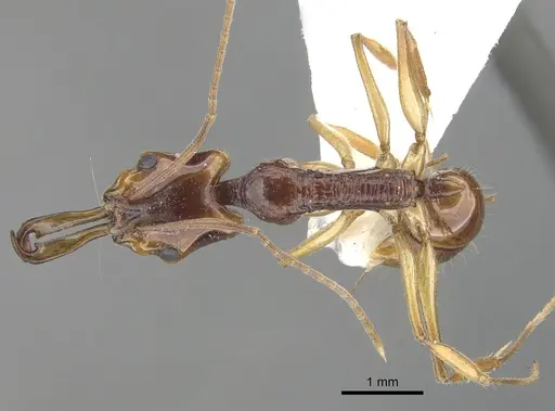 Anochetus risii - CASENT0902440