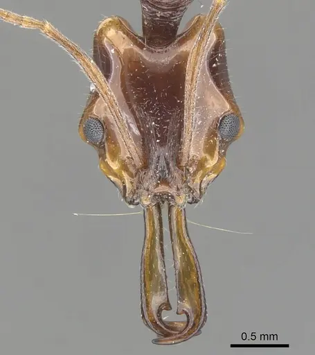 Anochetus risii - CASENT0902440