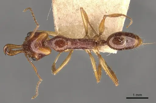 Anochetus risii - CASENT0907411