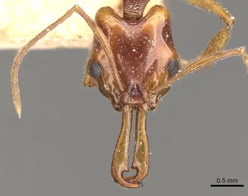 Anochetus risii - CASENT0907411