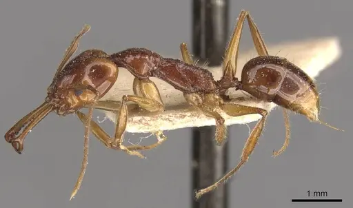 Anochetus risii - CASENT0907411