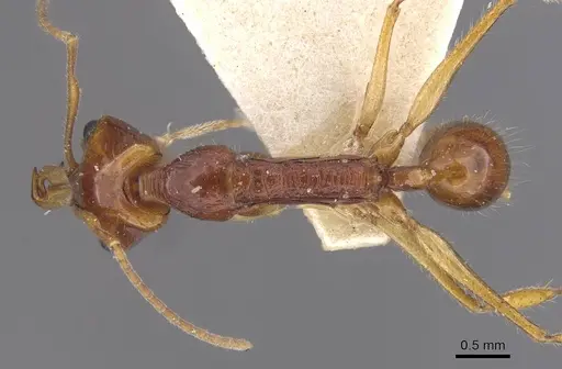 Anochetus risii - CASENT0915166