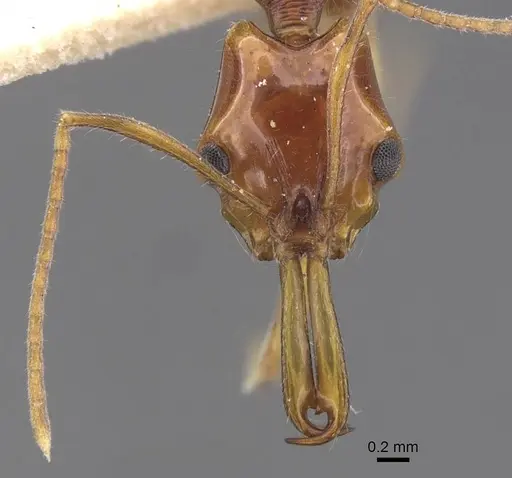 Anochetus risii - CASENT0915166