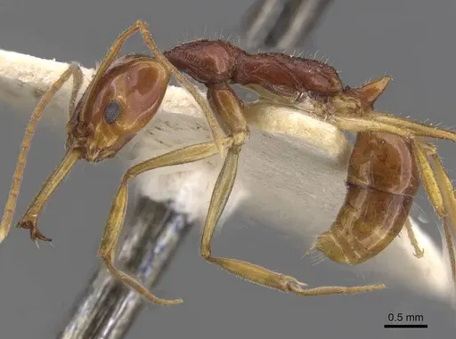 Anochetus risii - CASENT0915166