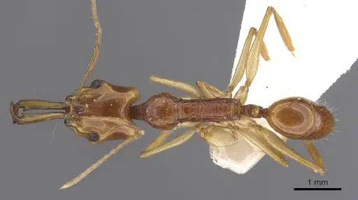 Anochetus risii - CASENT0915167