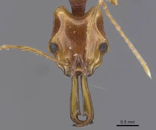 Anochetus risii - CASENT0915167