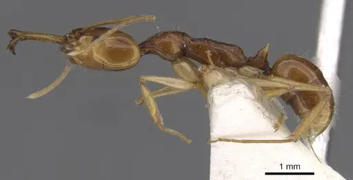 Anochetus risii - CASENT0915167