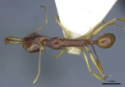 Anochetus risii - CASENT0916847