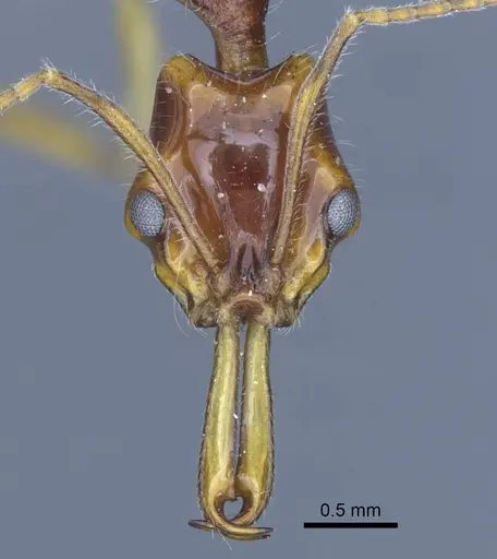 Anochetus risii - CASENT0916847