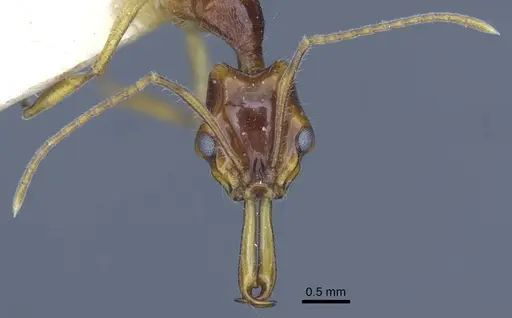 Anochetus risii - CASENT0916847