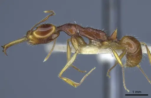 Anochetus risii - CASENT0916847