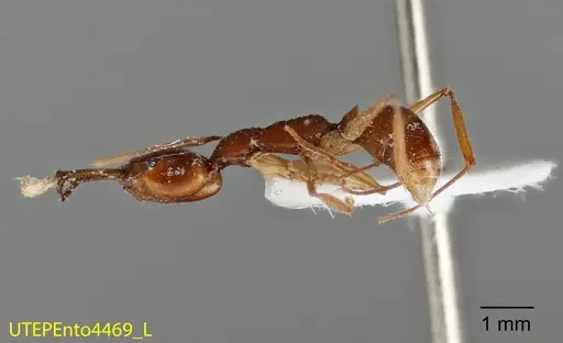 Anochetus risii - UTEPENTO4469