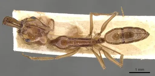 Anochetus rothschildi specimen