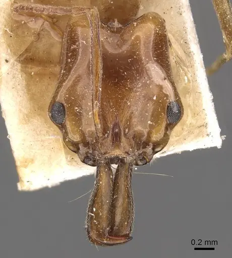 Anochetus rothschildi specimen