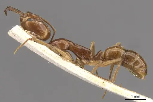 Anochetus rothschildi specimen