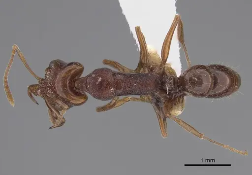 Anochetus rufostenus specimen