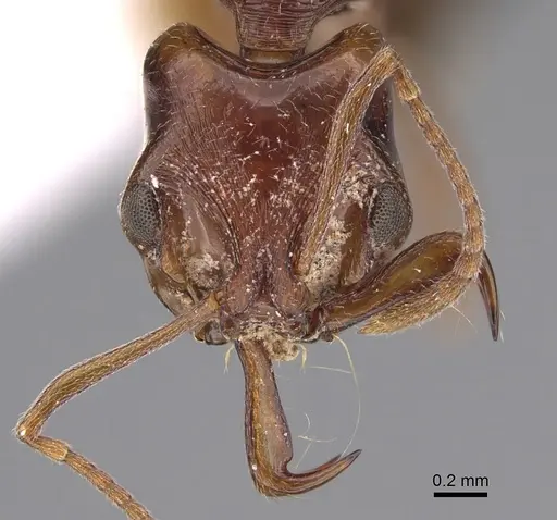 Anochetus rufostenus specimen