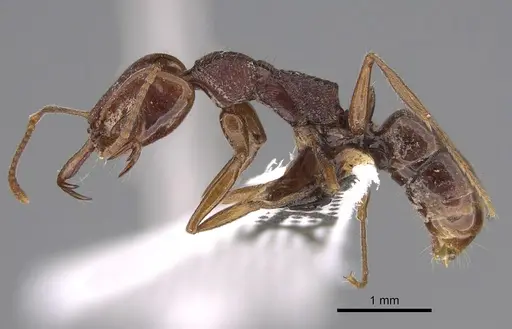 Anochetus rufostenus specimen