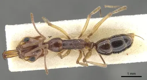 Anochetus rufus specimen