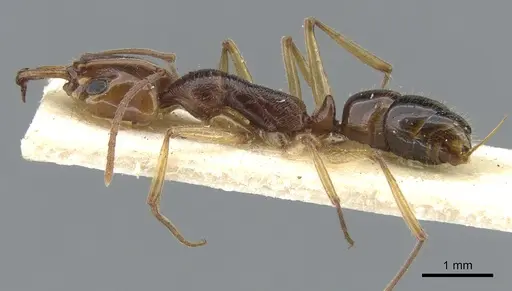 Anochetus rufus specimen