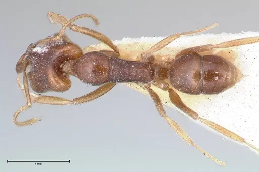 Anochetus ruginotus specimen