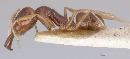 Anochetus ruginotus specimen