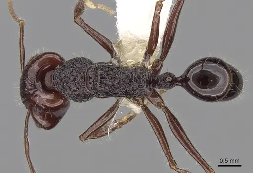 Anochetus rugosus specimen