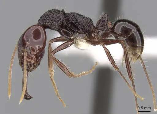 Anochetus rugosus specimen