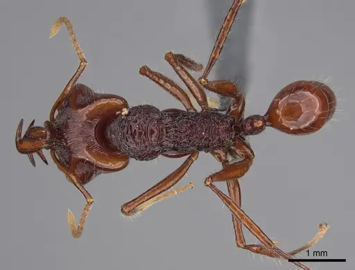 Anochetus rugosus - CASENT0387827