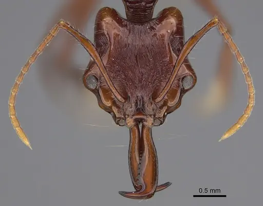 Anochetus rugosus - CASENT0387827