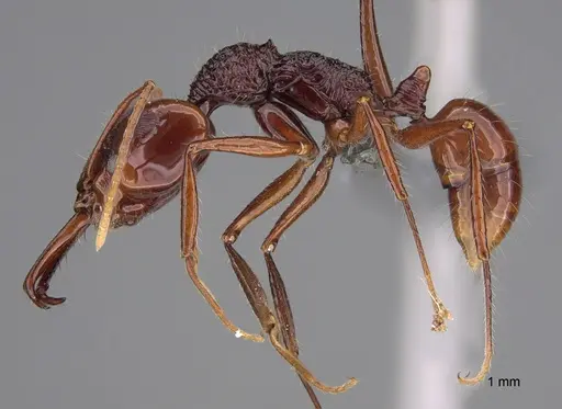 Anochetus rugosus - CASENT0387827