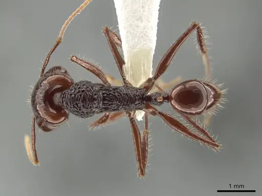 Anochetus rugosus - CASENT0635363