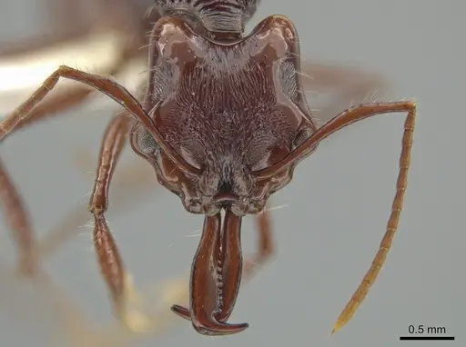 Anochetus rugosus - CASENT0635363