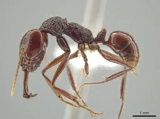 Anochetus rugosus - CASENT0635363