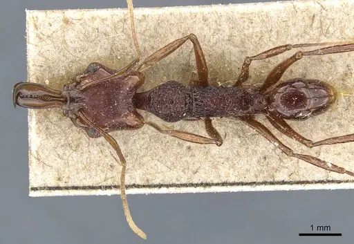 Anochetus rugosus - CASENT0905743