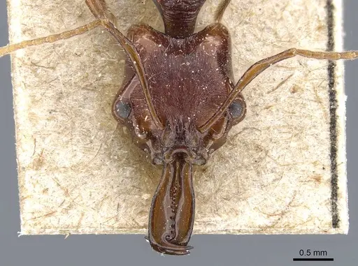 Anochetus rugosus - CASENT0905743