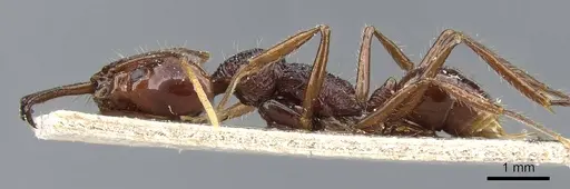 Anochetus rugosus - CASENT0905743