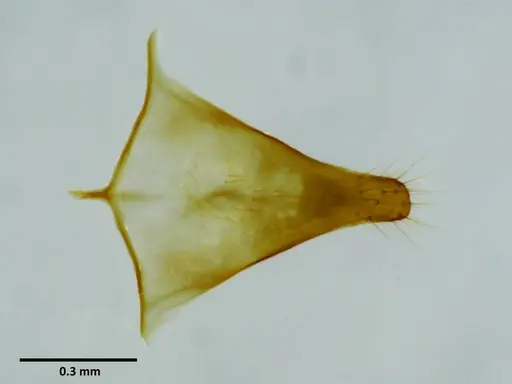 Anochetus rugosus - SEMUT20160627A