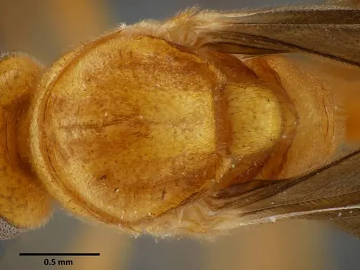 Anochetus rugosus - SEMUT20160711B