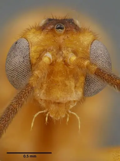 Anochetus rugosus - SEMUT20160711B