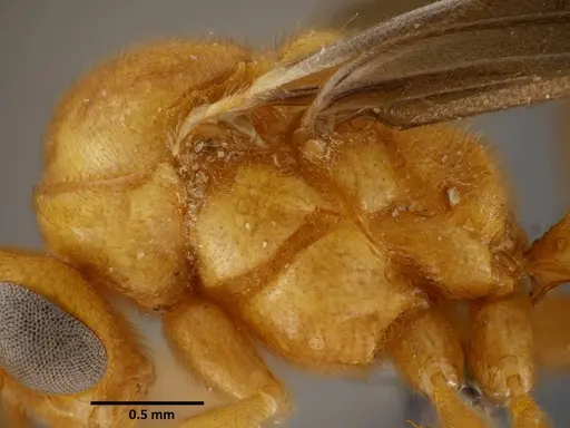 Anochetus rugosus - SEMUT20160711B