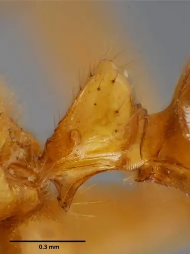 Anochetus rugosus - SEMUT20160711B