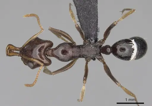 Anochetus sedilloti specimen